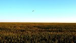 Овсянка над пшеничным полем